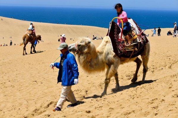 230609110041-02-tottori-desert-japan-camels