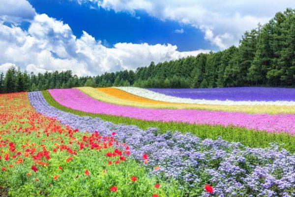 Furano Flower Fields