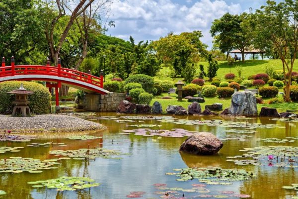 A traditional footbridge over water in a Japanese Garden with green water lily, stones and reflection on the water