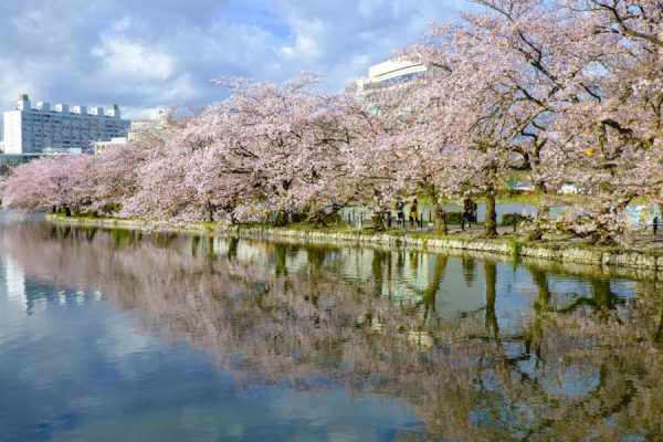 rows of cherry blossom and mirror reflection at ueno park
